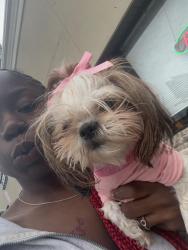 Lost Female Dog last seen Brighton ave, Syracuse, NY 13205