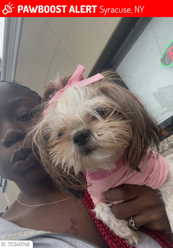 Lost Female Dog last seen Brighton ave, Syracuse, NY 13205