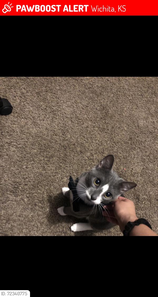 Lost Male Cat last seen Maple and ridge, Wichita, KS 67209