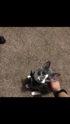 Lost Male Cat last seen Maple and ridge, Wichita, KS 67209