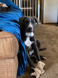 Reunited Female Dog last seen 154th st east lake la, Lake Los Angeles, CA 93591