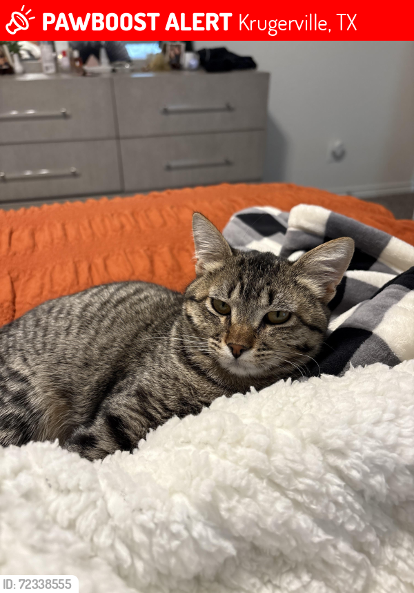 Lost Male Cat last seen Fountain Gate St, Krugerville, TX 76227
