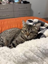 Lost Male Cat last seen Fountain Gate St, Krugerville, TX 76227