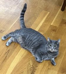 Lost Male Cat last seen Cambridge ests/lowell-Bethesda road close to pump station, Gastonia, NC 28056