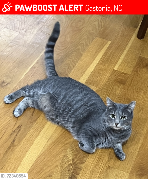 Lost Male Cat last seen Cambridge ests/lowell-Bethesda road close to pump station, Gastonia, NC 28056