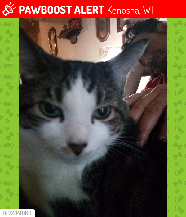 Lost Female Cat last seen Fireside Restaurant and Lounge, Kenosha, WI 53144