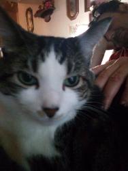 Lost Female Cat last seen Fireside Restaurant and Lounge, Kenosha, WI 53144