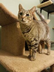 Lost Female Cat last seen Thoma Rd/County Hwy N, North New London (Sugarbush area), New London, WI 54961