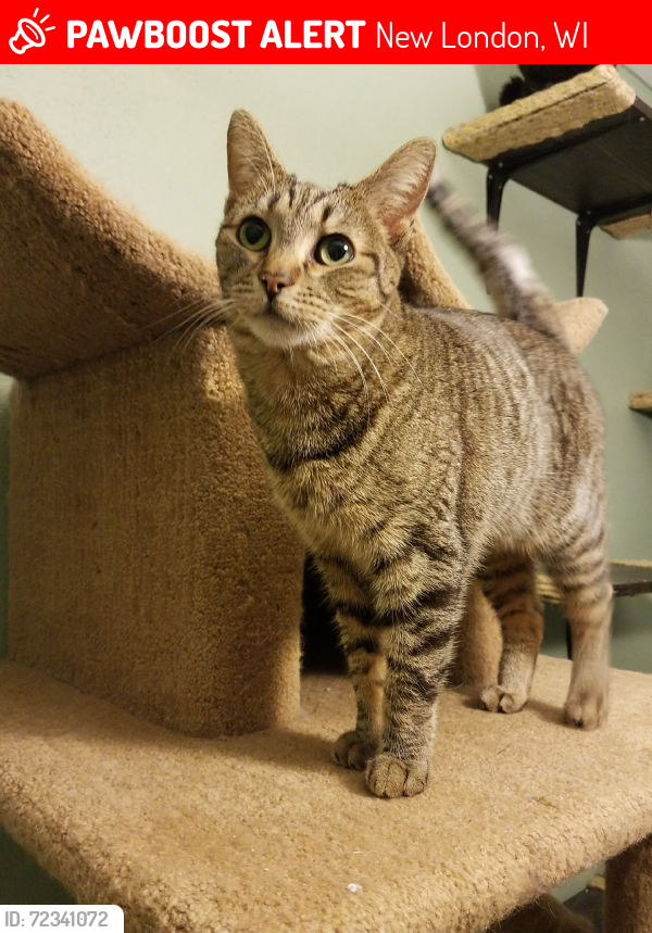 Lost Female Cat last seen Thoma Rd/County Hwy N, North New London (Sugarbush area), New London, WI 54961
