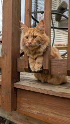 Lost Male Cat last seen Near Callow Rd, Painesville, OH 44077, Painesville, OH 44077