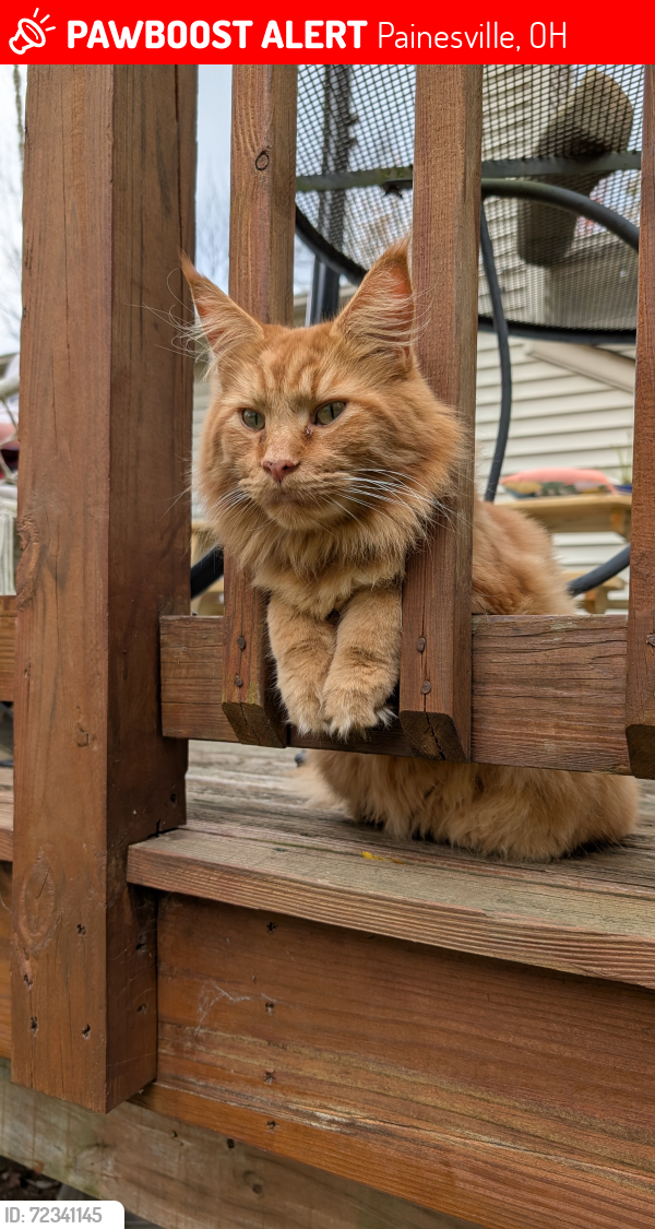 Lost Male Cat last seen Near Callow Rd, Painesville, OH 44077, Painesville, OH 44077