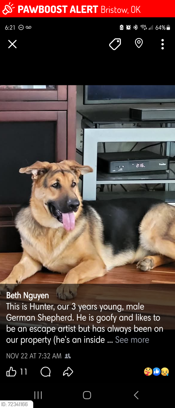 Lost Male Dog last seen Route 66 and Granvel, Bristow, OK 74010