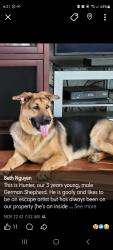 Lost Male Dog last seen Route 66 and Granvel, Bristow, OK 74010