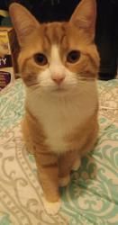 Lost Male Cat last seen 29th/ 28th & holland, Erie, PA 16504