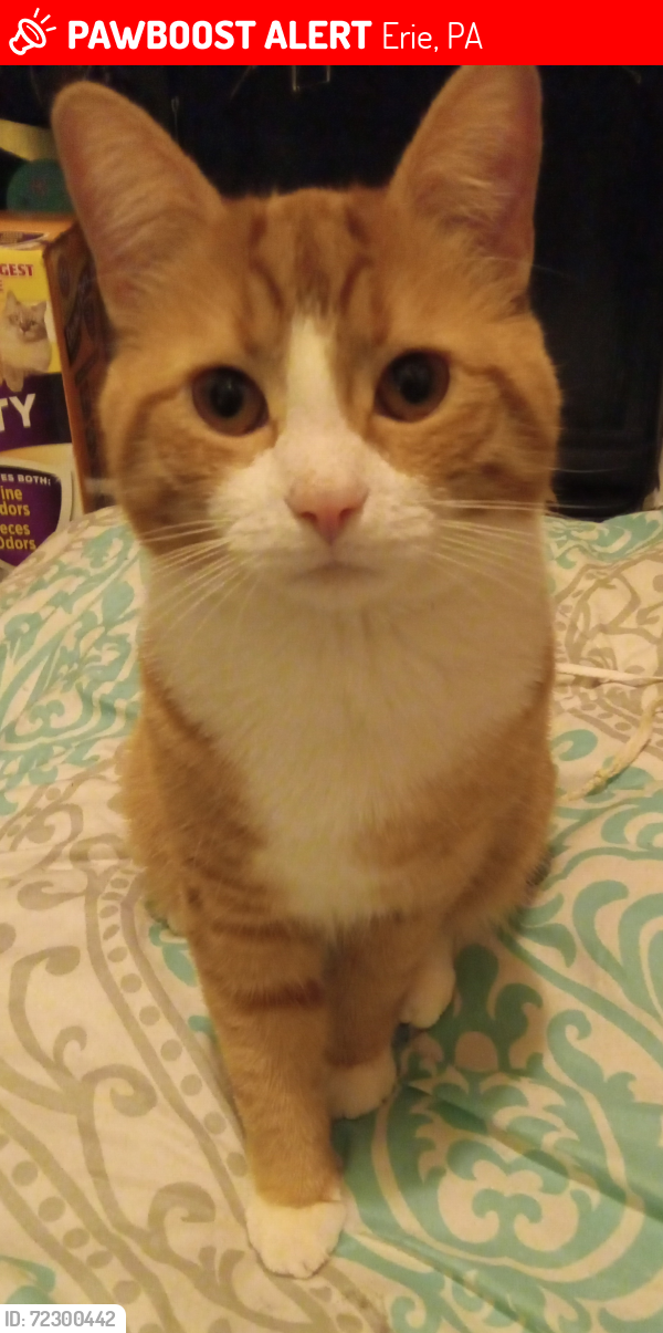 Lost Male Cat last seen 29th/ 28th & holland, Erie, PA 16504