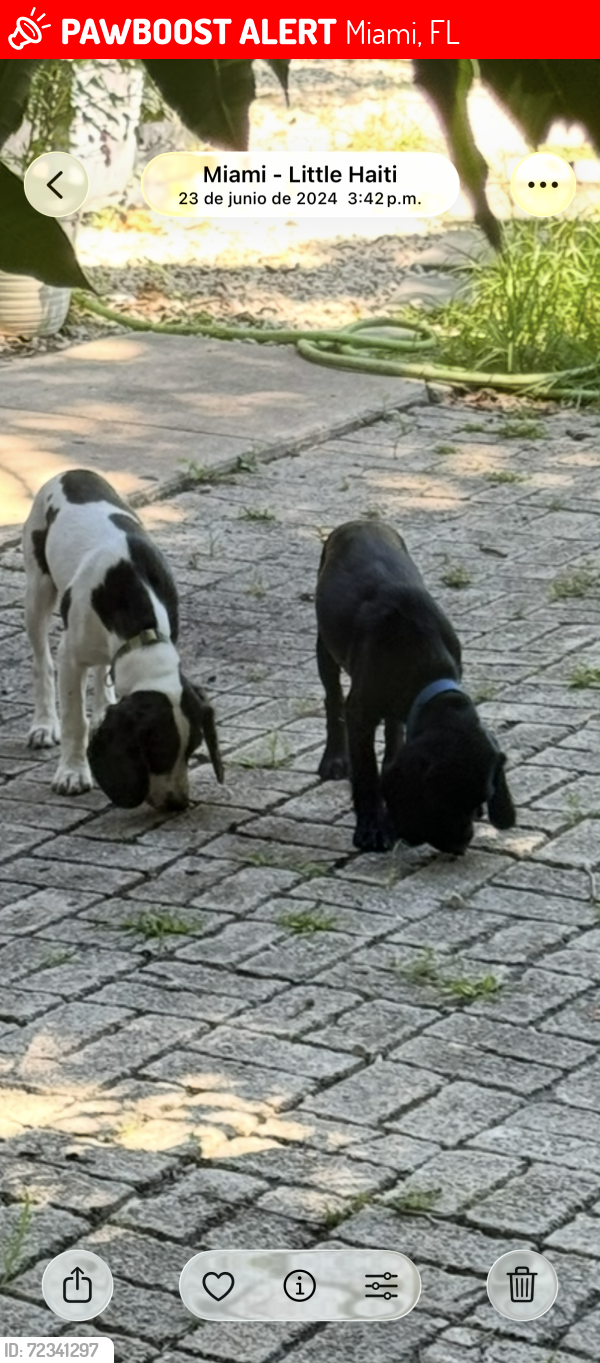 Lost Male Dog last seen Near, Miami, FL 33127