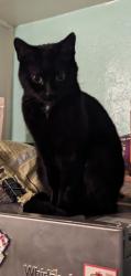 Lost Female Cat last seen Hamilton and Meade, San Diego, CA 92116
