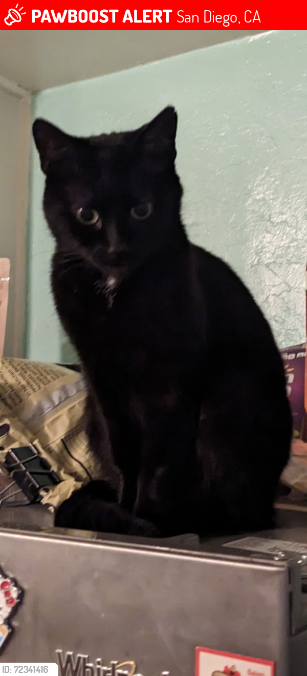 Lost Female Cat last seen Hamilton and Meade, San Diego, CA 92116