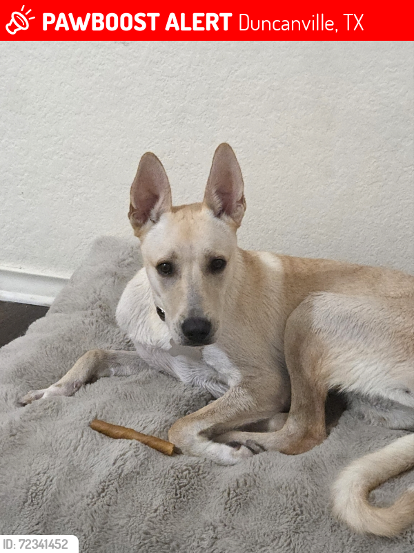 Lost Male Dog last seen Near Red Bird and Irwin Keasler, Duncanville, TX 75116