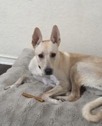 Lost Male Dog last seen Near Red Bird and Irwin Keasler, Duncanville, TX 75116