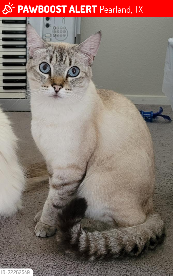 Lost Male Cat last seen Near Valero , Pearland, TX 77584