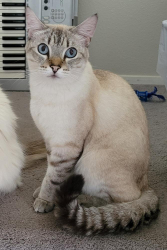 Lost Male Cat last seen Near Valero , Pearland, TX 77584