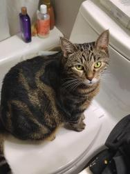 Lost Female Cat last seen Near Federal rd , Danbury Connecticut , Danbury, CT 06810