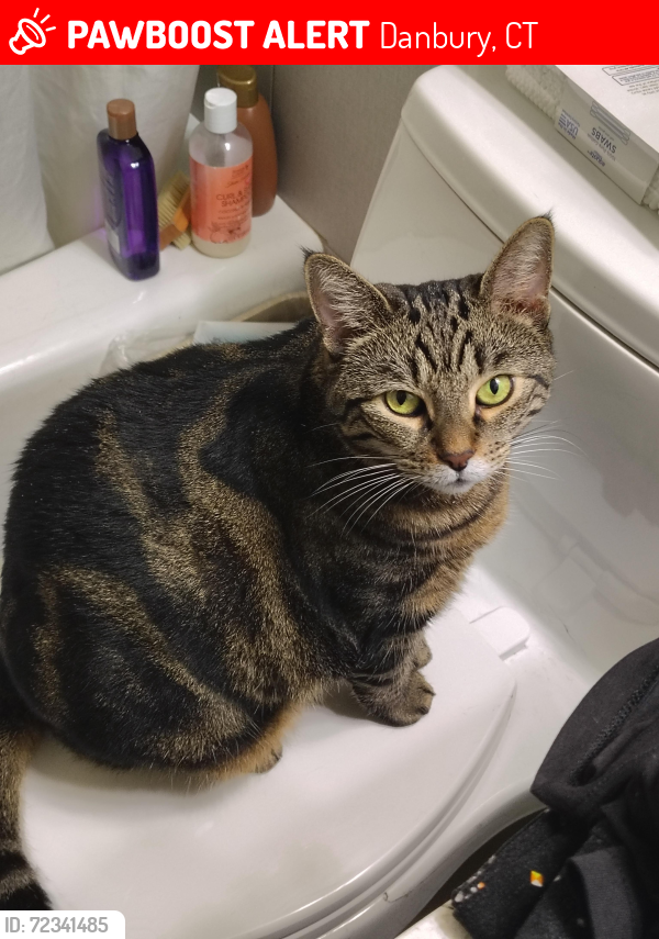 Lost Female Cat last seen Near Federal rd , Danbury Connecticut , Danbury, CT 06810