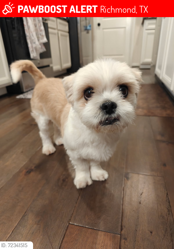 Lost Male Dog last seen FM 359, Richmond, TX 77406