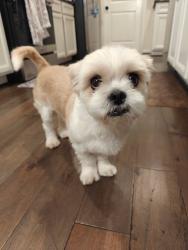 Lost Male Dog last seen FM 359, Richmond, TX 77406