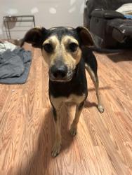 Lost Male Dog last seen Hunt/ Trewhitt Rd , Cleveland, TN 37323