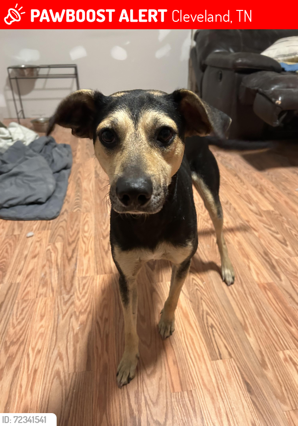 Lost Male Dog last seen Hunt/ Trewhitt Rd , Cleveland, TN 37323