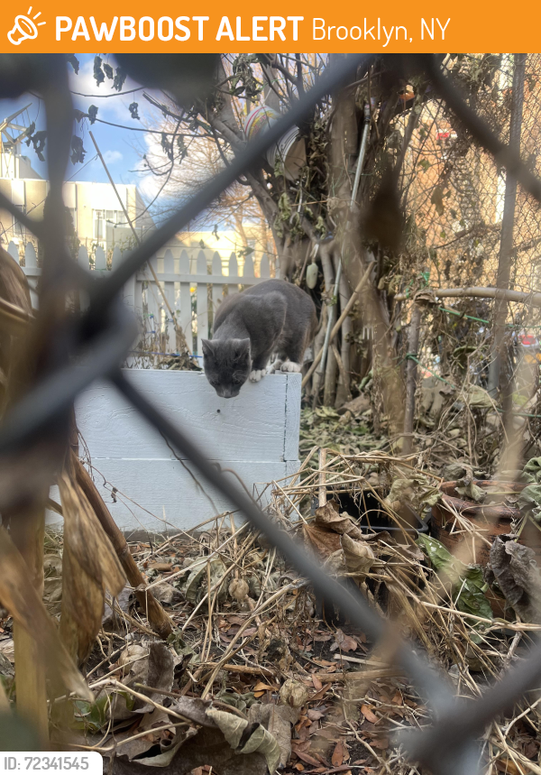 Found/Stray Unknown Cat last seen Jefferson st & Irving st, Brooklyn, NY 11206