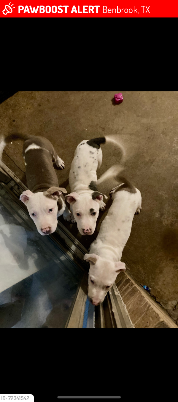 Lost Unknown Dog last seen Lakeside/Hilltop Heights, Benbrook, TX 76126