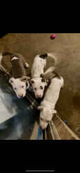 Lost Unknown Dog last seen Lakeside/Hilltop Heights, Benbrook, TX 76126