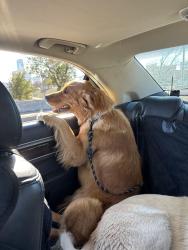 Lost Male Dog last seen 34th and Lottie, Oklahoma City, OK 73111