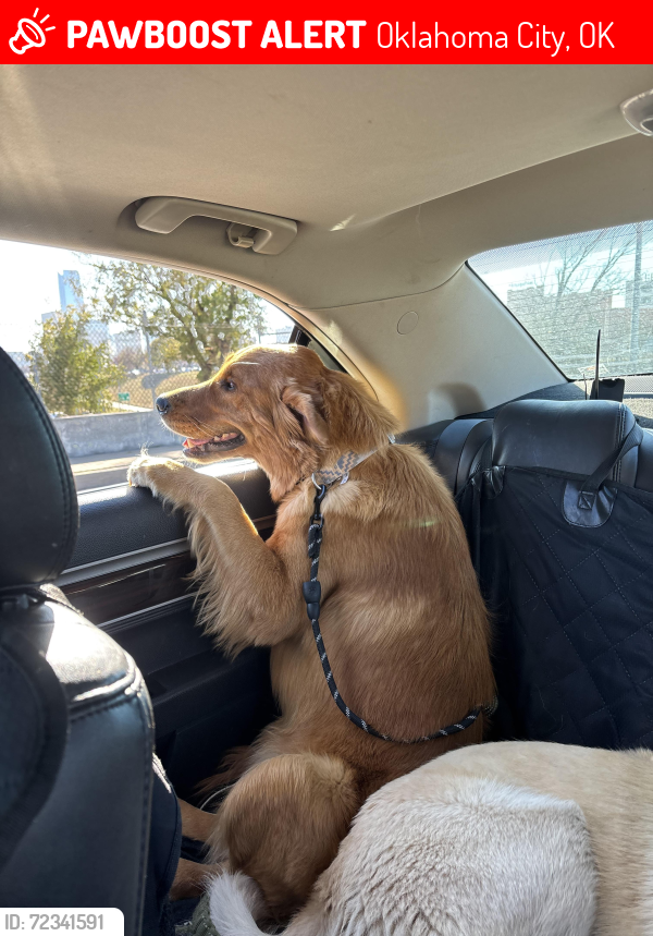 Lost Male Dog last seen 34th and Lottie, Oklahoma City, OK 73111