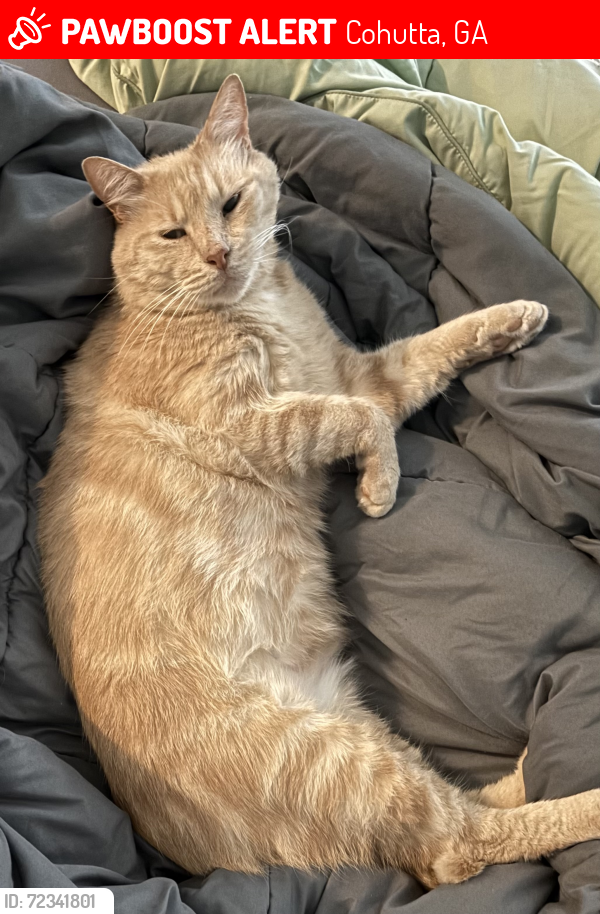 Lost Male Cat last seen Groves Tire & Auto, Cohutta, GA 30710
