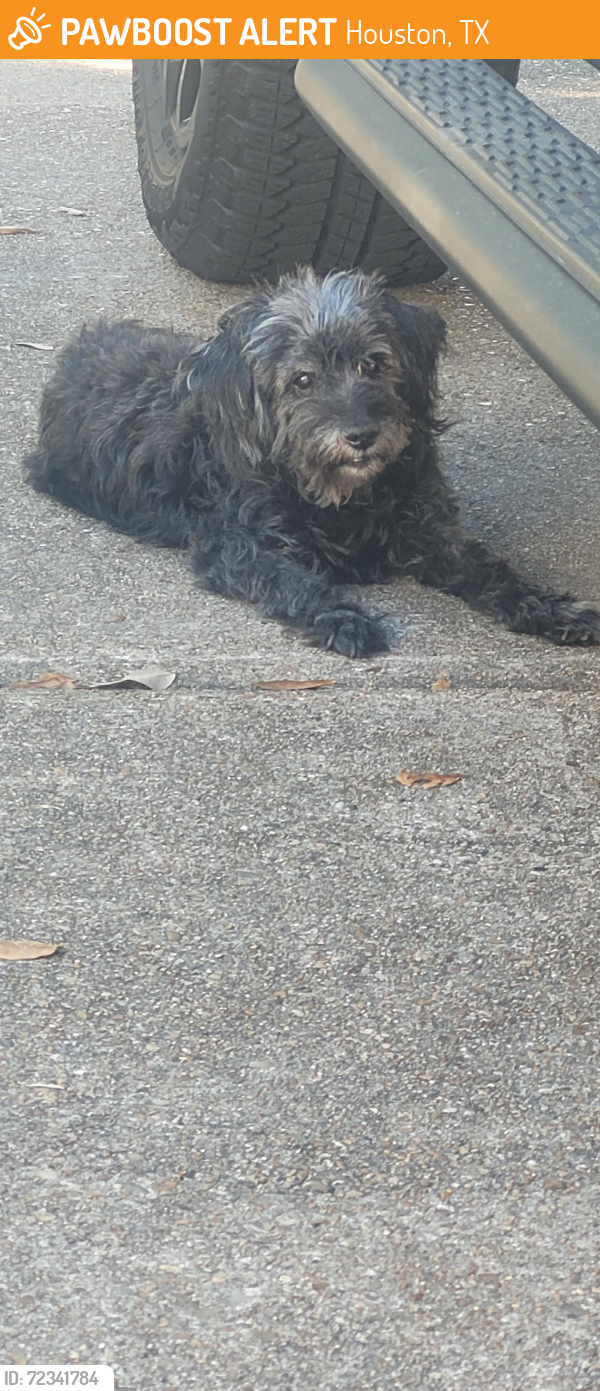 Found/Stray Male Dog last seen Redding Rd and Sharpcrest st., Houston, TX 77036