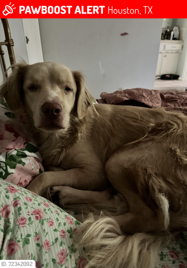 Lost Male Dog last seen Northdhore Elementary , Houston, TX 77015