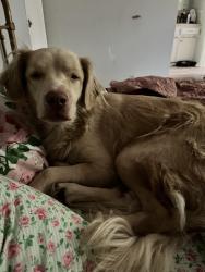 Lost Male Dog last seen Northdhore Elementary , Houston, TX 77015