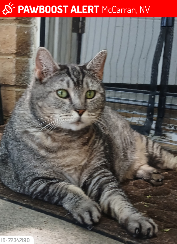 Lost Female Cat last seen Neil and Mcarran, McCarran, NV 89434