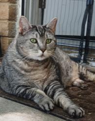 Lost Female Cat last seen Neil and Mcarran, McCarran, NV 89434