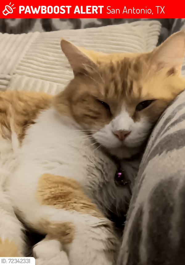 Lost Male Cat last seen Bitters and nacogdoches , San Antonio, TX 78217