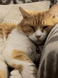 Lost Male Cat last seen Bitters and nacogdoches , San Antonio, TX 78217