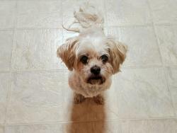 Lost Female Dog last seen Franklin Rd & Shelbyville Rd, Indianapolis, IN 46259