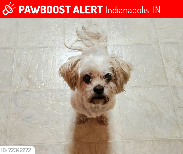 Lost Female Dog last seen Franklin Rd & Shelbyville Rd, Indianapolis, IN 46259