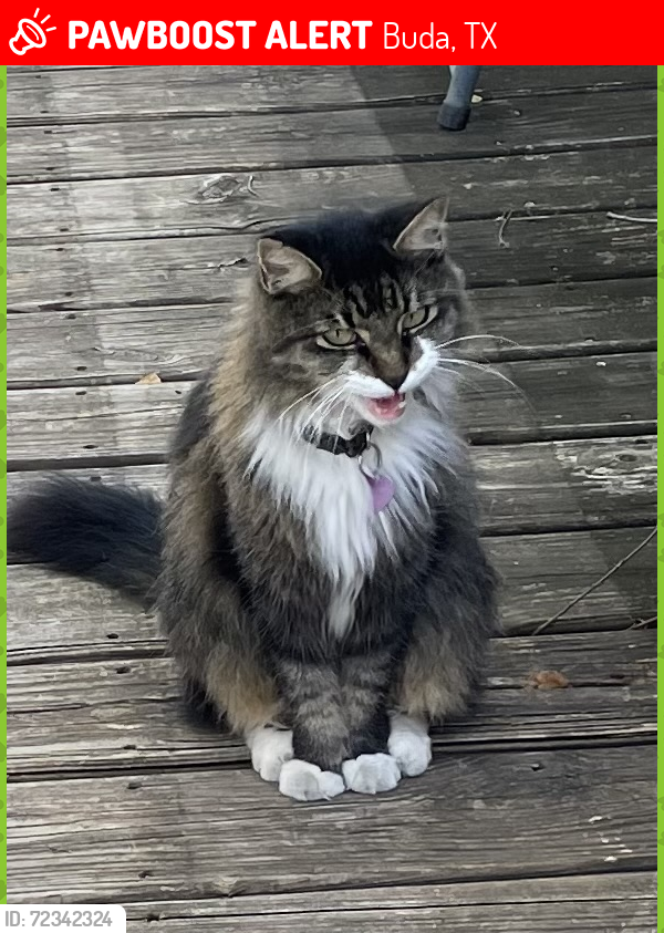 Lost Female Cat last seen Cullen Blvd. & Hartkopf, Buda Texas 78610, Buda, TX 78610