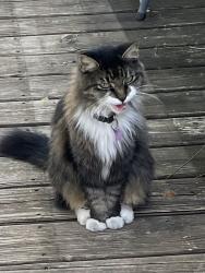 Lost Female Cat last seen Cullen Blvd. & Hartkopf, Buda Texas 78610, Buda, TX 78610