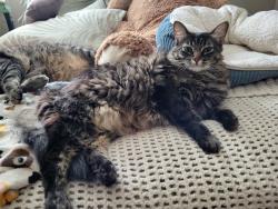 Lost Female Cat last seen Canyon hills neighborhood lake Elsinore, Lake Elsinore, CA 92532